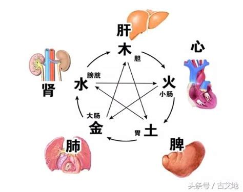 中醫裡面，土是屬於哪一個人的臟腑？